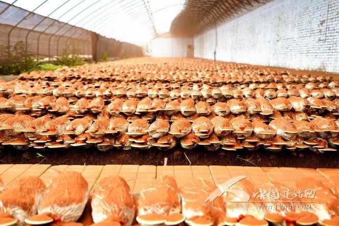 深入分析表冷器和蒸發(fā)器對(duì)空調(diào)制冷效果的影響